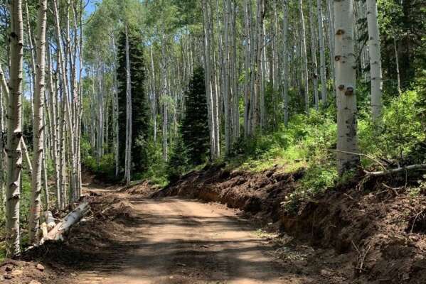 Millions of acres of Colorado forest under threat after Trump reverses longstanding roadless rule